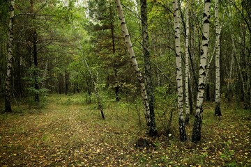 Fototapeta premium trees in the woods