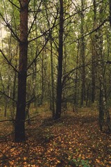 Obraz premium autumn in the forest