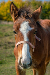 Portrait of cute young horse looking and walking towards camera