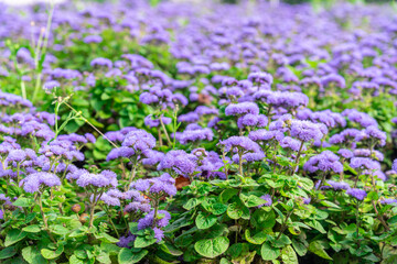 Obraz premium Background of purple blooming Ageratum on a city flower bed.