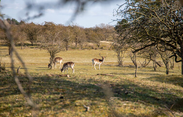 Fototapeta premium Wild deer in a forest