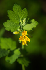 The greater celandine (lat. Chelidonium majus), of the family Papaveraceae. Central Russia.