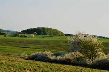 Fototapeta na wymiar Frühlingslandschaft mit blühenden Sträuchern und Bäumen.