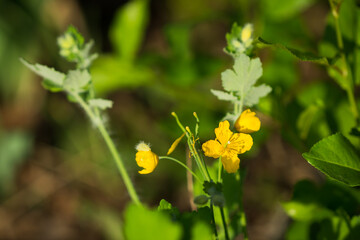 The greater celandine (lat. Chelidonium majus), of the family Papaveraceae. Central Russia.
