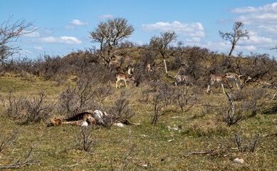 Wild deer carcass in nature