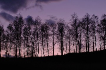 silhouette of a tree