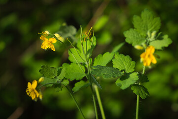 The greater celandine (lat. Chelidonium majus), of the family Papaveraceae. Central Russia.