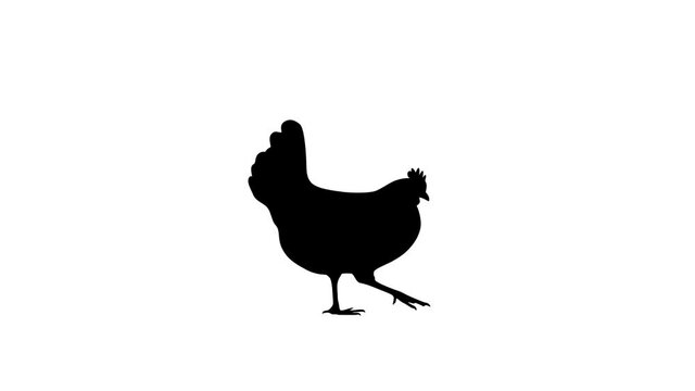 Silhouette of a walking hen, animation on the white background