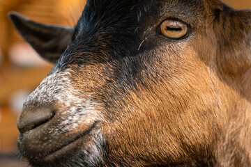 Close-up portrait of pygmy goat in sunshine with eye in shade