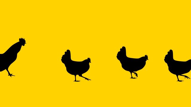 A rooster walking with hens, animation on the yellow background