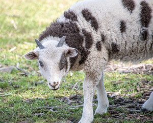 Fototapeta premium Black and white sheep looking at camera