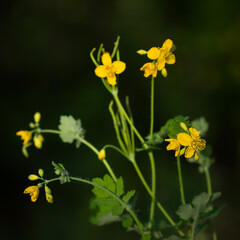 Obraz premium The greater celandine (lat. Chelidonium majus), of the family Papaveraceae. Central Russia.