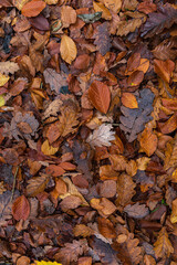 Ein Wald in Herbstfarben