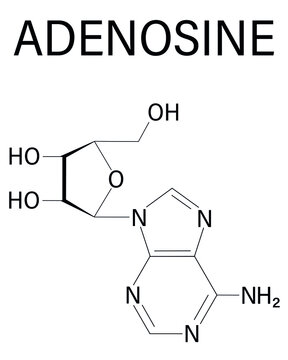 Adenosinrezeptor Bilder Durchsuchen 167 Archivfotos,
