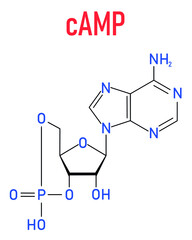 Cyclic adenosine monophosphate or cAMP second messenger molecule. Plays role in intracellular signal transduction. Skeletal formula.