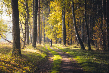 Runner is running through colorful misty morning autumn forest during wonderful calm sunrise. Concepts: lifestyle, dawn, nature