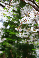 Obraz premium Close up photo of cherry blossoms