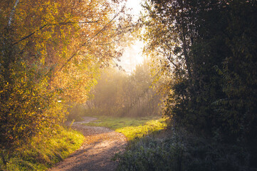 rays of the sun breaking through the fog on the path road through trees in the forest. Concepts: peace, tranquil, sunrise, autumn