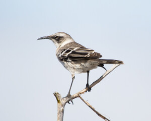 Galapagos Flycatcher