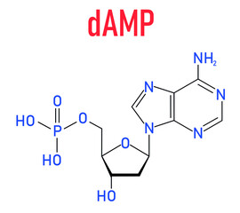 Deoxyadenosine monophosphate or dAMP nucleotide molecule. DNA building block. Skeletal formula.