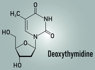 Deoxythymidine or Thymidine nucleoside molecule. DNA building block. Skeletal formula.