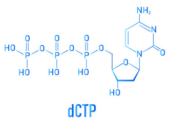 Deoxycytidine triphosphate or dCTP nucleotide molecule. DNA building block. Skeletal formula.