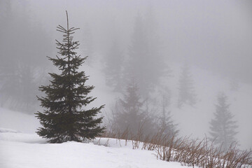 Misty mountain landscape with spruce trees in vintage retro style.