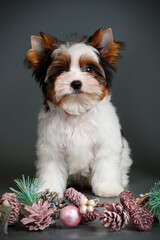 Studio photography of a Biewer Yorkshire Terrier on Christmas decorations