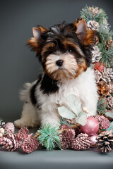 Studio photography of a Biewer Yorkshire Terrier on Christmas decorations