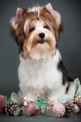 Studio photography of a Biewer Yorkshire Terrier on Christmas decorations