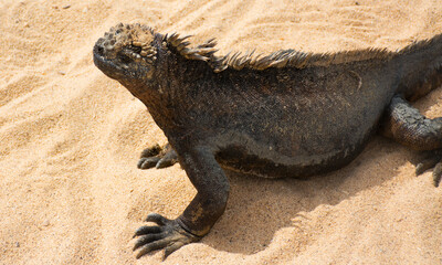 Marine Iguana - Galapagos