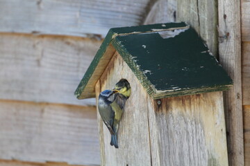Blue tit feeding