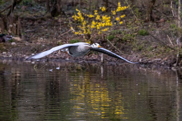 The bar-headed goose, Anser indicus flying over a lake in English Garden in Munich