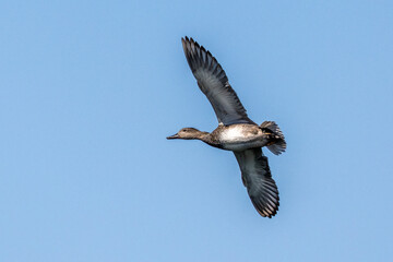 Wild duck or mallard, Anas platyrhynchos flying over a lake in Munich, Germany