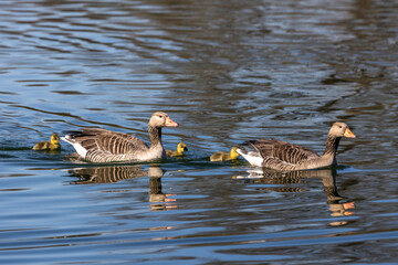 Fototapeta premium Family of greylag geese, Anser anser with small babies.