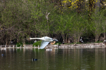 Mute swan, Cygnus olor flying over a lake in the English Garden in Munich, Germany