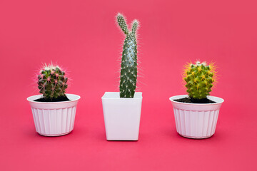 Three different home cactuses in white pots on a pink background. An ornamental home plant in a ceramic pot. Cactus with multi-colored spines in a horizontal photo