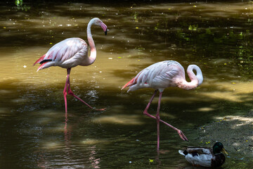 The American flamingo, Phoenicopterus ruber is a large species of flamingo