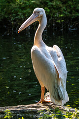 Great White Pelican, Pelecanus onocrotalus in a park