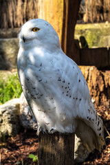 Obraz premium The Snowy Owl, Bubo scandiacus is a large, white owl of the owl family