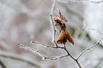 Dry leaves on a sycamore branch with frost in winter december day on blurred background.