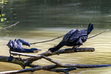 The great cormorant, Phalacrocorax carbo sitting on a branch