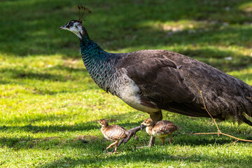 The Indian peafowl mom with little babies. Blue peafowl, Pavo cristatus is a large and brightly coloured bird