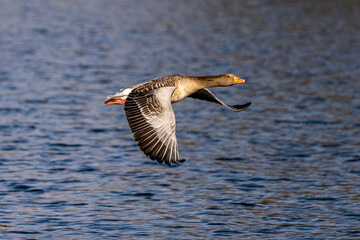 The flying greylag goose, Anser anser is a species of large goose