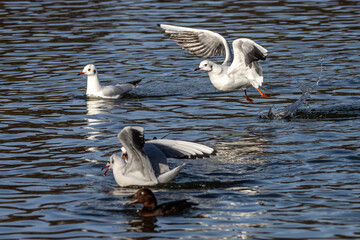 Fototapeta premium The European Herring Gull, Larus argentatus is a large gull