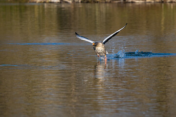 The flying greylag goose, Anser anser is a species of large goose
