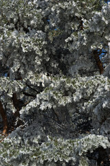 detail of frozen trees along a forest path in Auvergne, Puy-de-Dome
