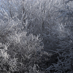 detail of frozen trees along a forest path in Auvergne, Puy-de-Dome