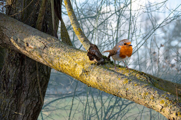 Red robin (Erithacus rubecula) bird foraging in an ecological garden on bright background. This bird is a regular companion during gardening pursuits. Wildlife in nature. Netherlands.
