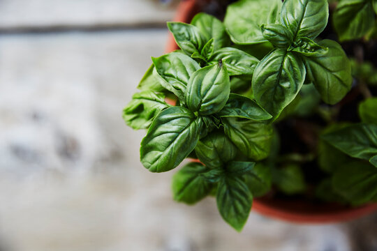 Overhead Image Of A Basil Plant In A Clay Pot